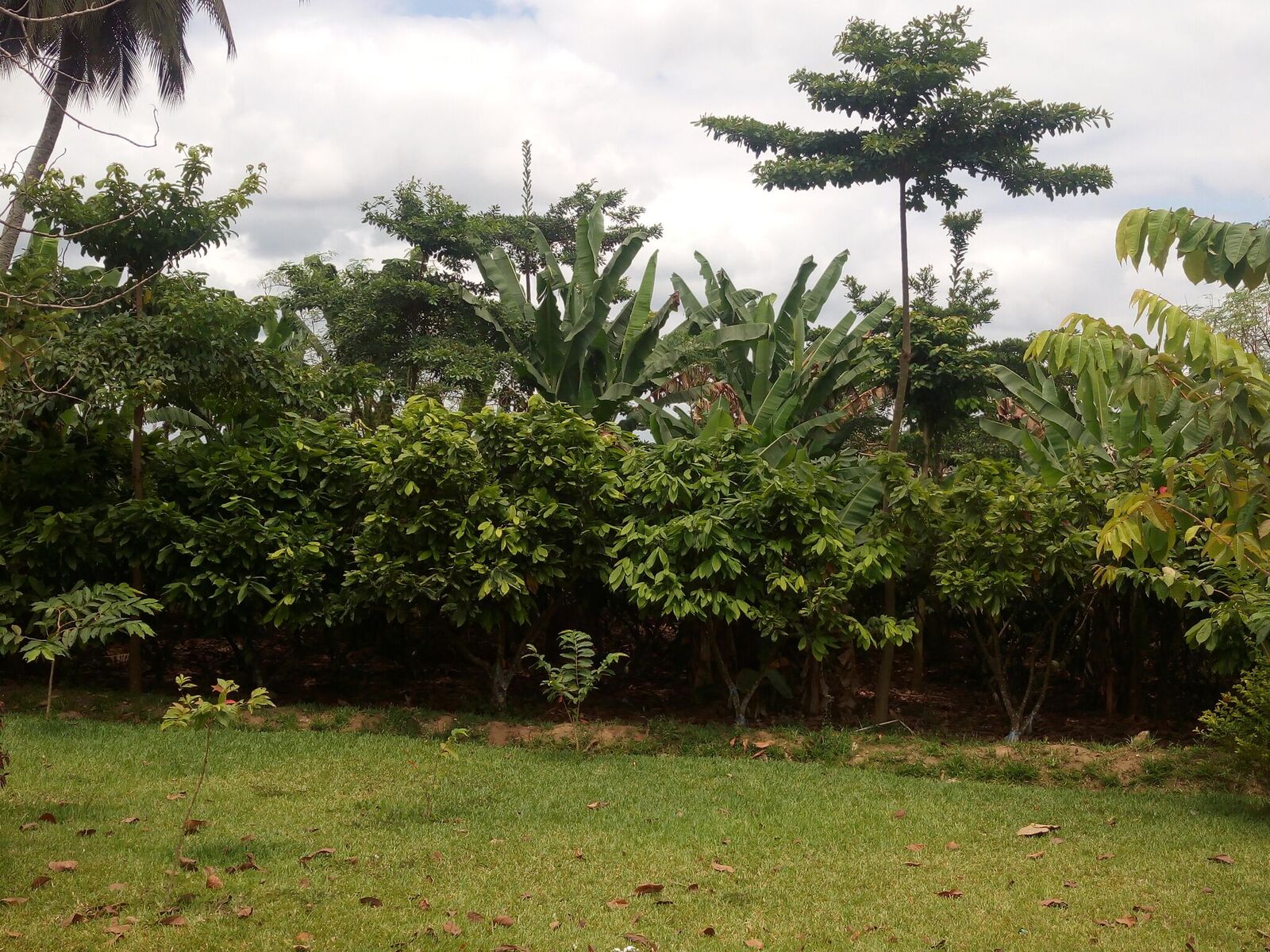 thumbnail of  Rebuilding tree cover in Côte d’Ivoire’s deforested cocoa landscapes