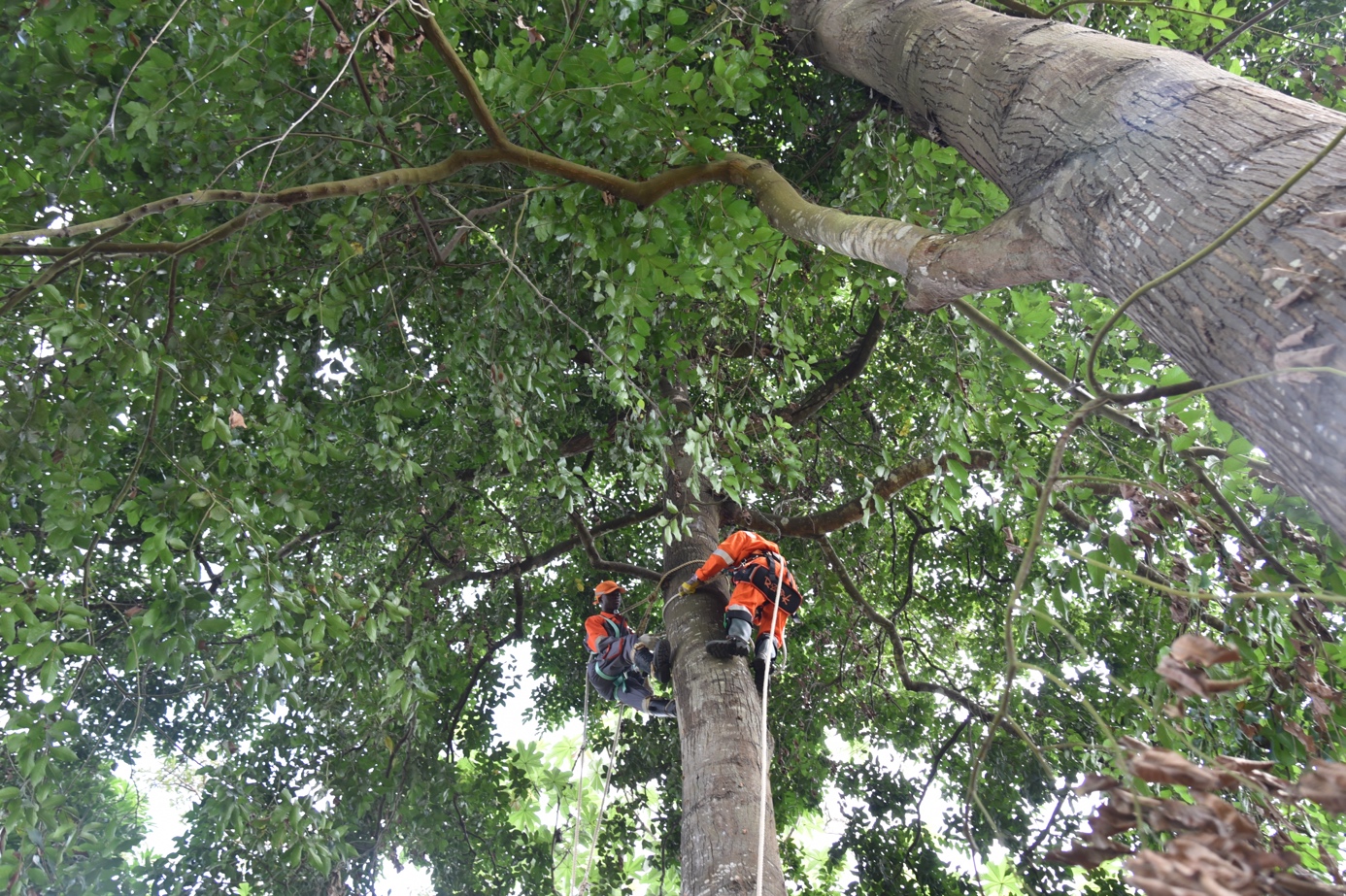 thumbnail of  Pioneering “respectful” seed collection through high tree climbing in Côte d’Ivoire