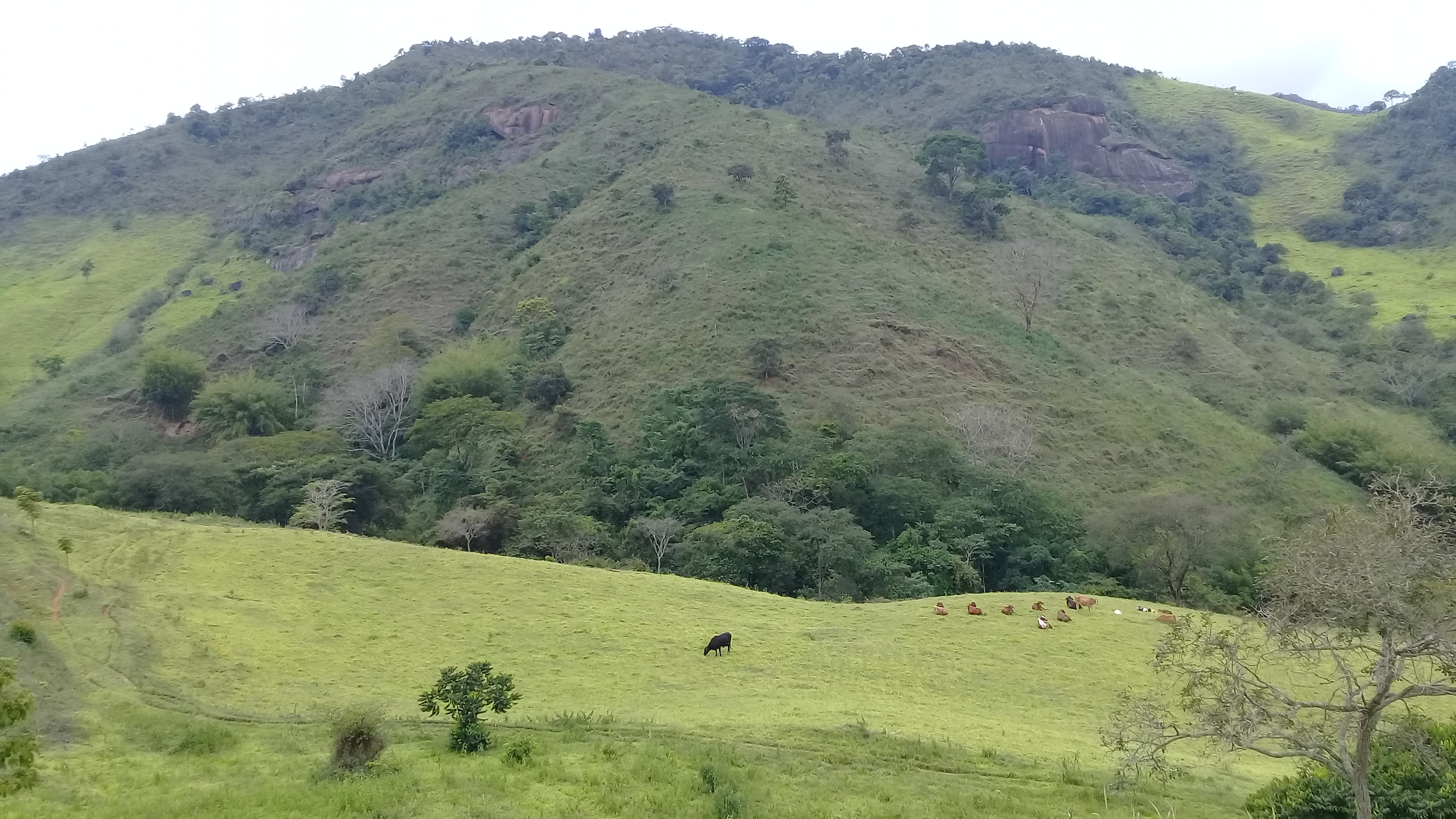 thumbnail of  Options for restoration with agroforestry in Brazil’s Rio Doce Basin
