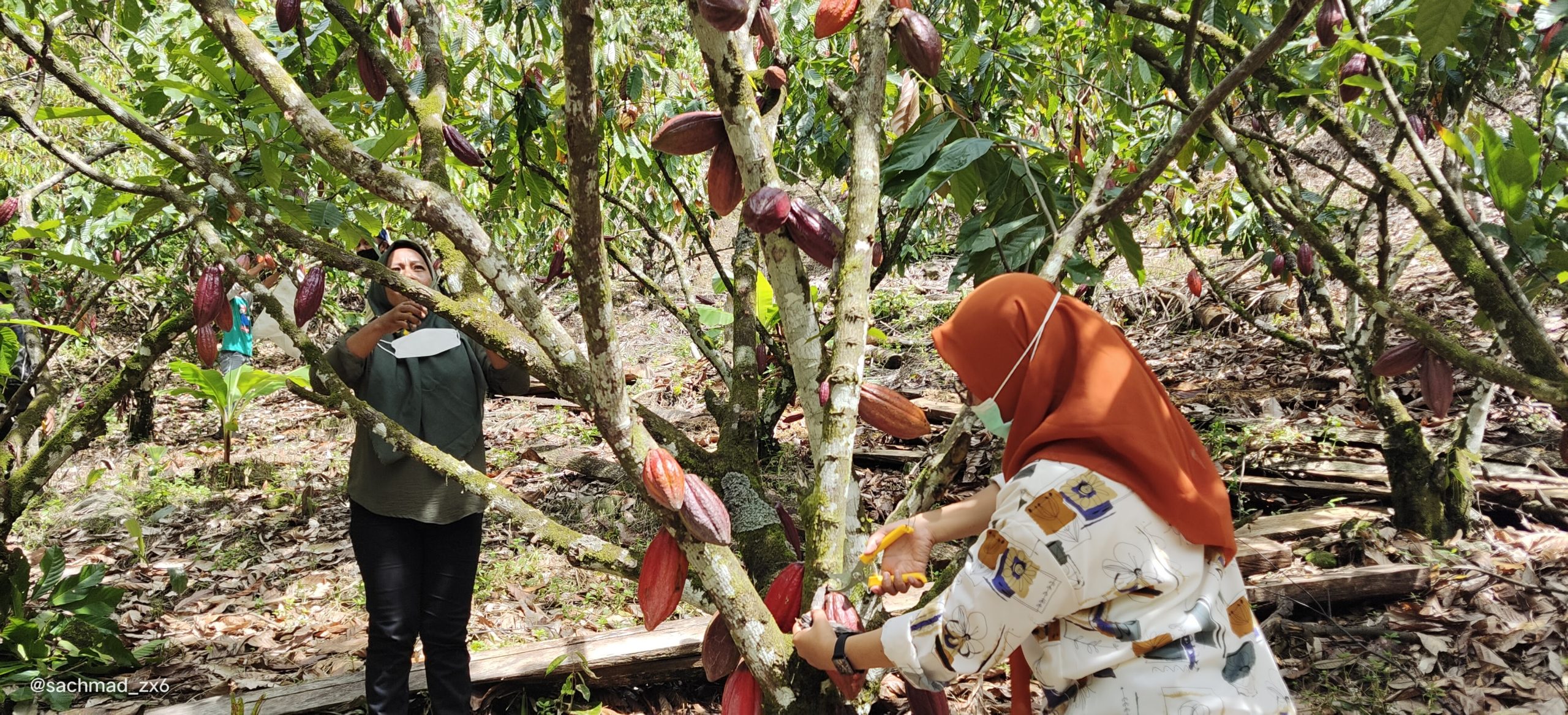 thumbnail of  Cultivating change and resilience in tropical agroforestry