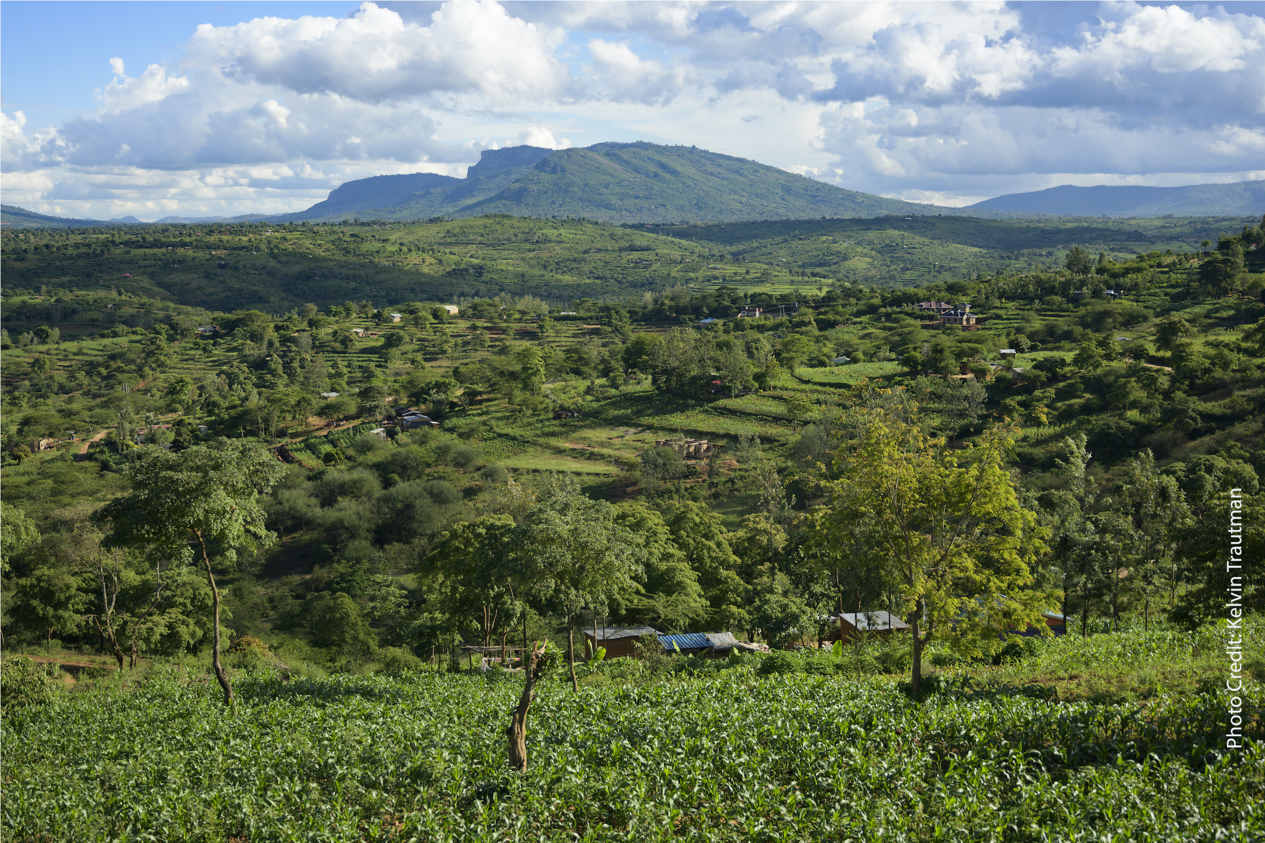 thumbnail of  Kenyan farmers adopt new agroforestry strategies through research and development program