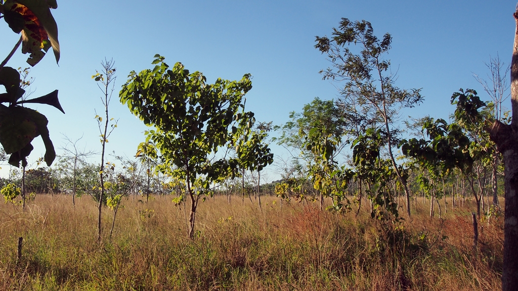 thumbnail of  Speaking for the trees: why so many restoration projects fail