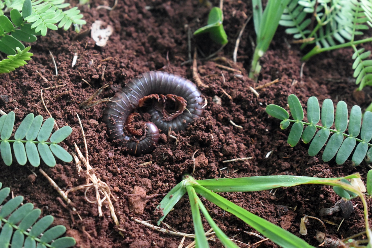 thumbnail of  IPBES report counts the ways to value nature