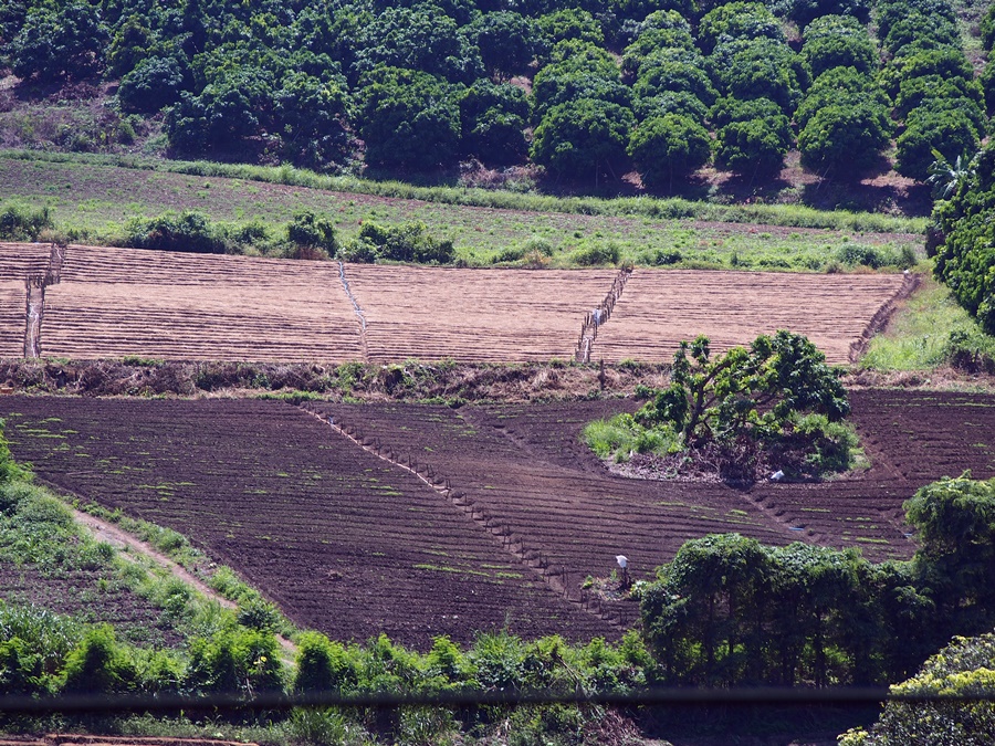 thumbnail of  FEATURE: The conundrum of agricultural insurance, climate change and biodiversity