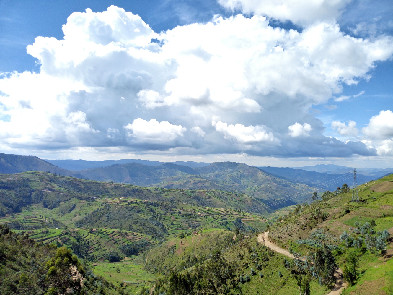 thumbnail of  FEATURE INTERVIEW: Trees on farms come with hidden costs that can now be calculated