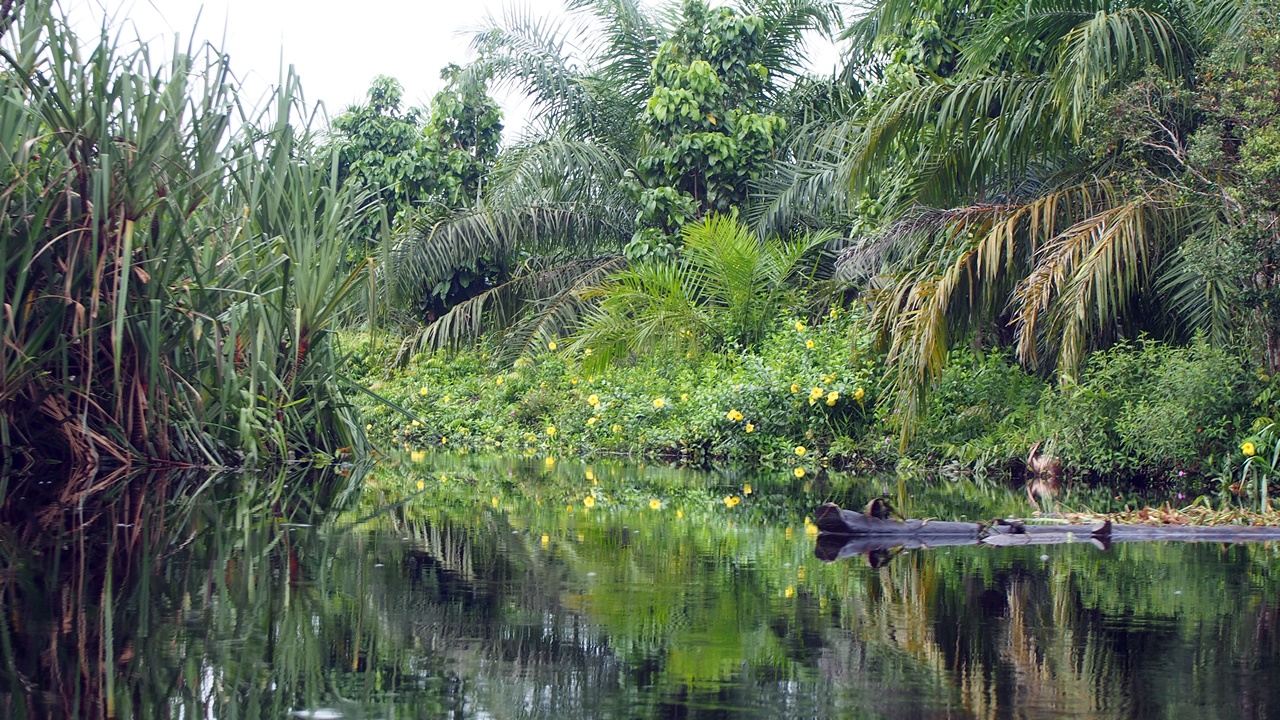 thumbnail of  Oil palm can be sustainable!