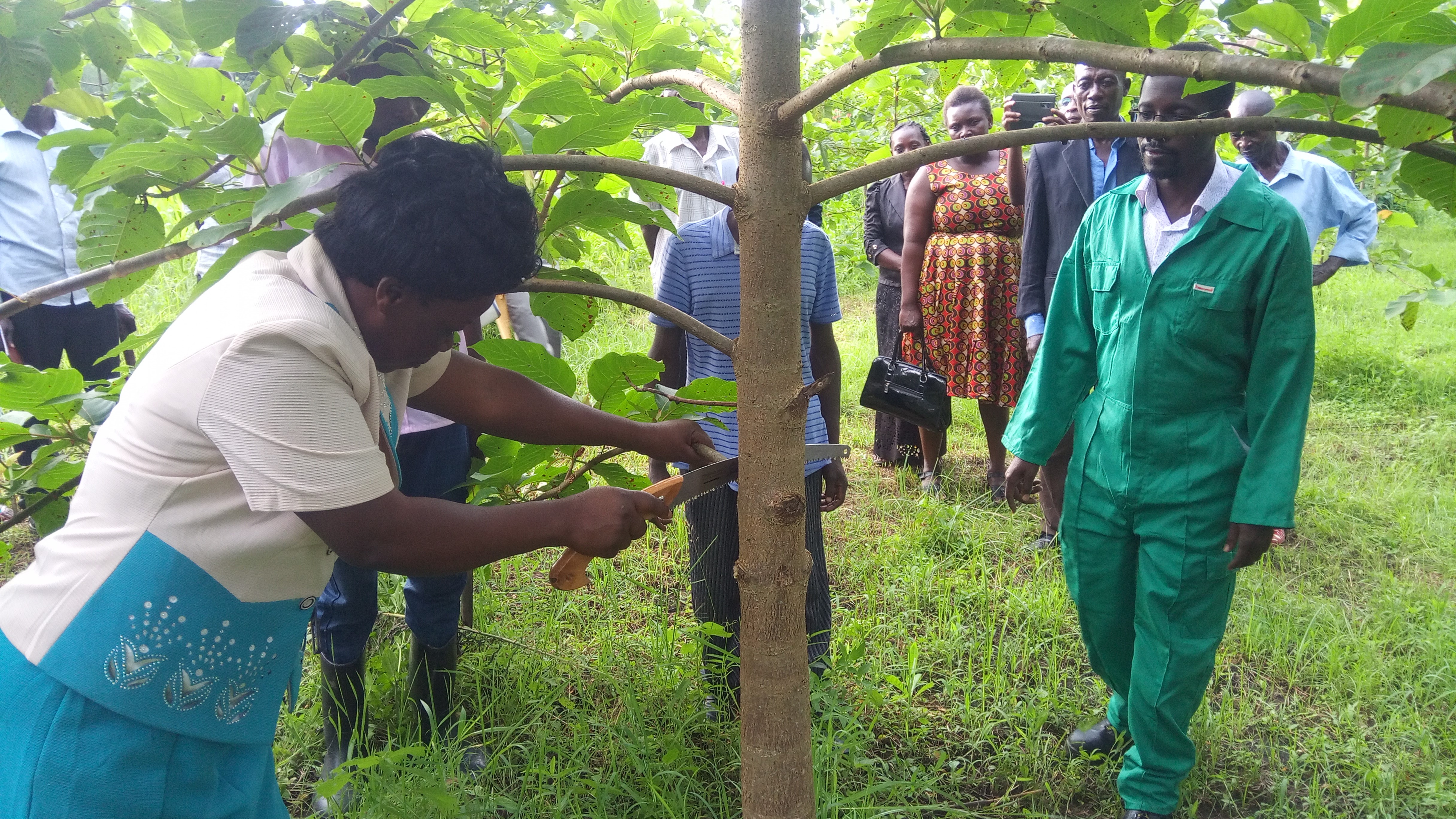 thumbnail of  Women and youth turning to tree-based enterprises for livelihoods in Mount Elgon, Uganda