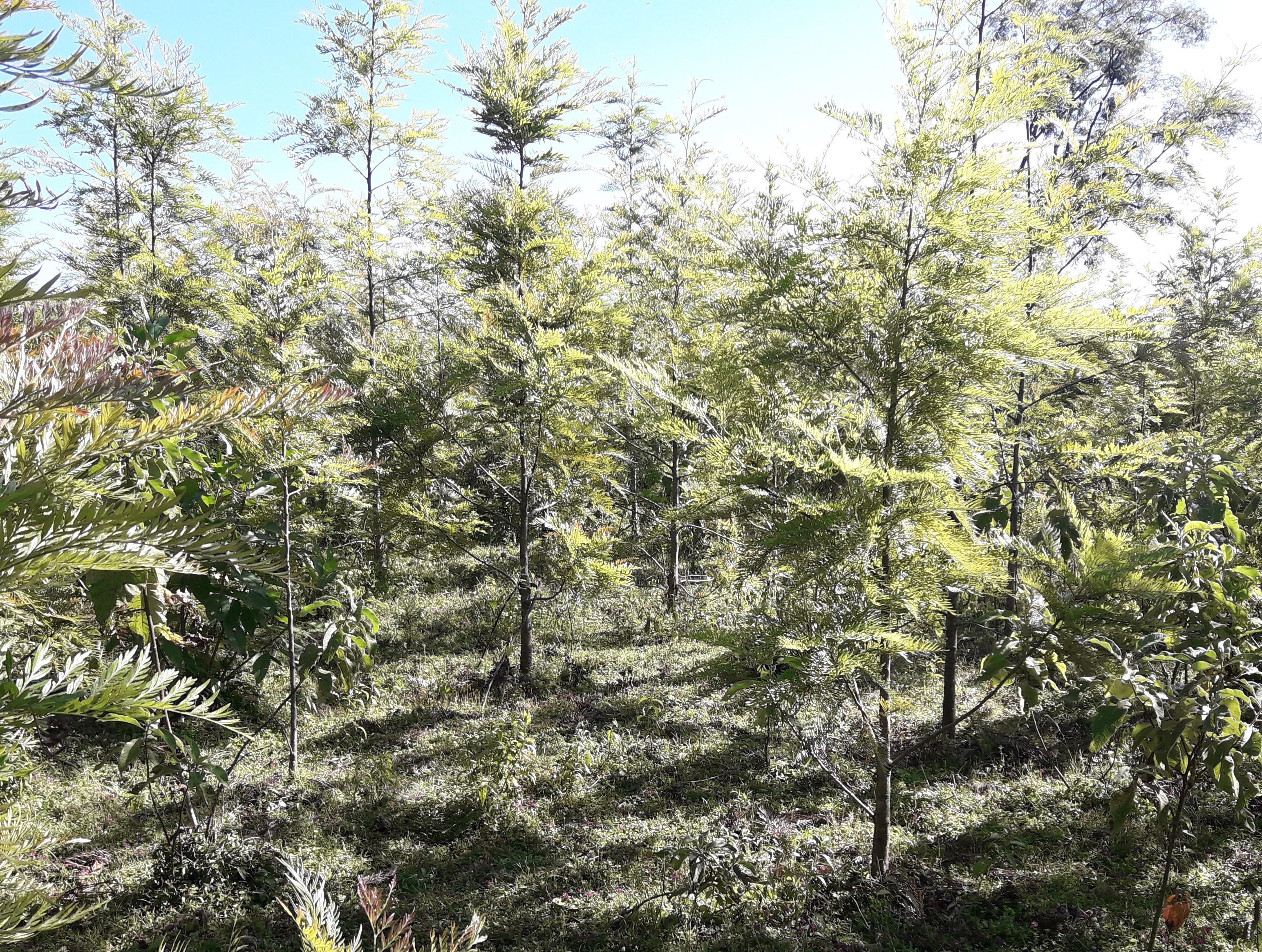 thumbnail of  National Tree Seed Network website for Ethiopia