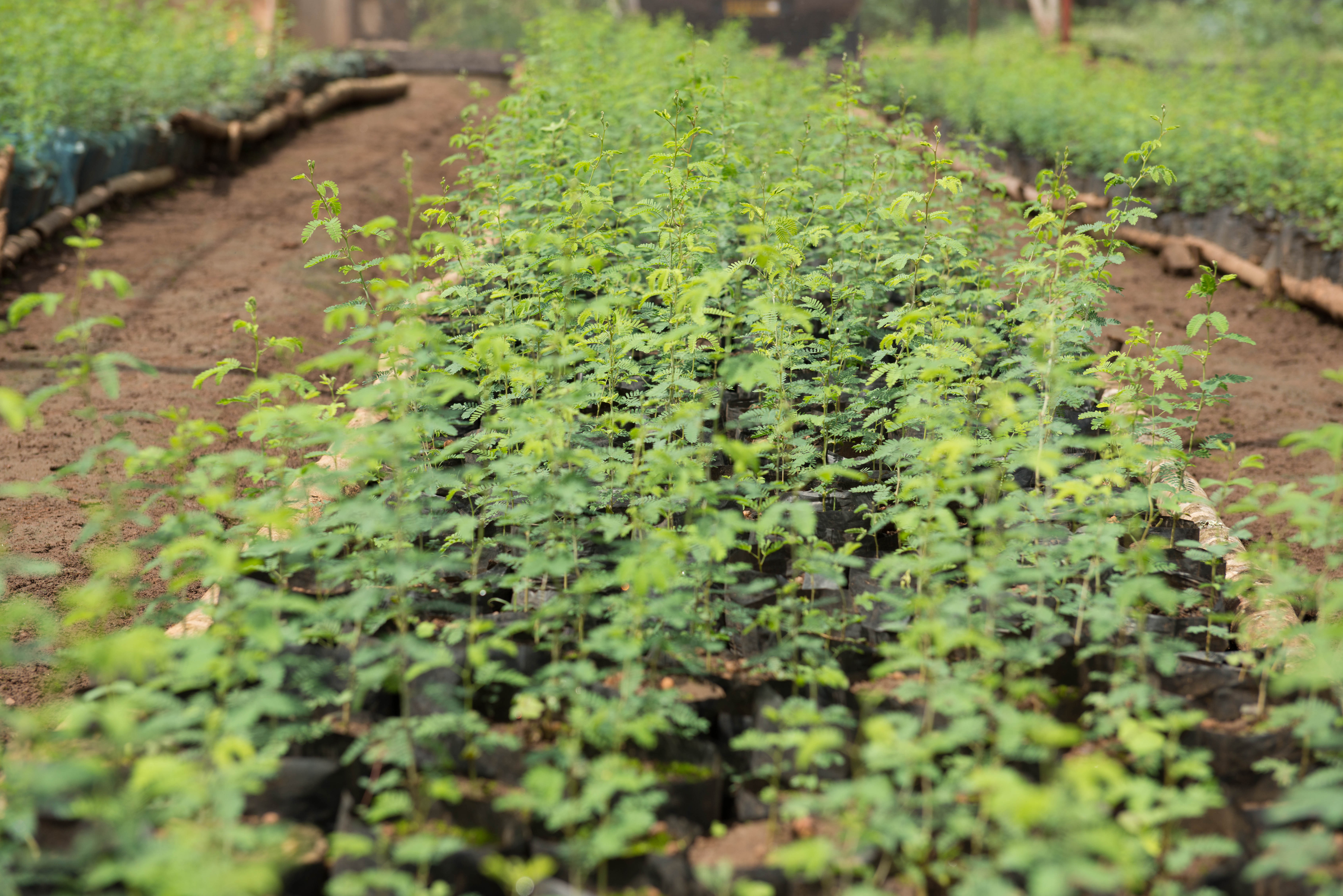 thumbnail of  Informing policy on tree biodiversity