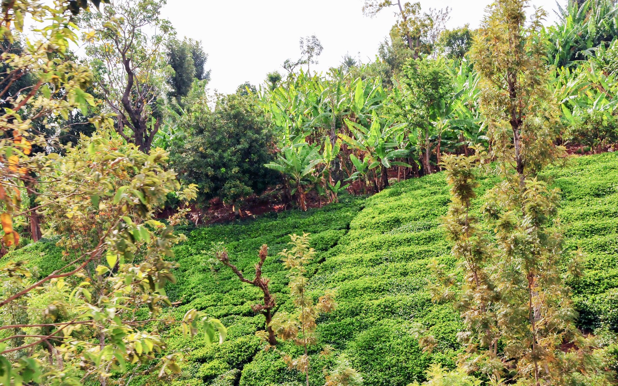 thumbnail of  Contributing to international conservation of tree biodiversity