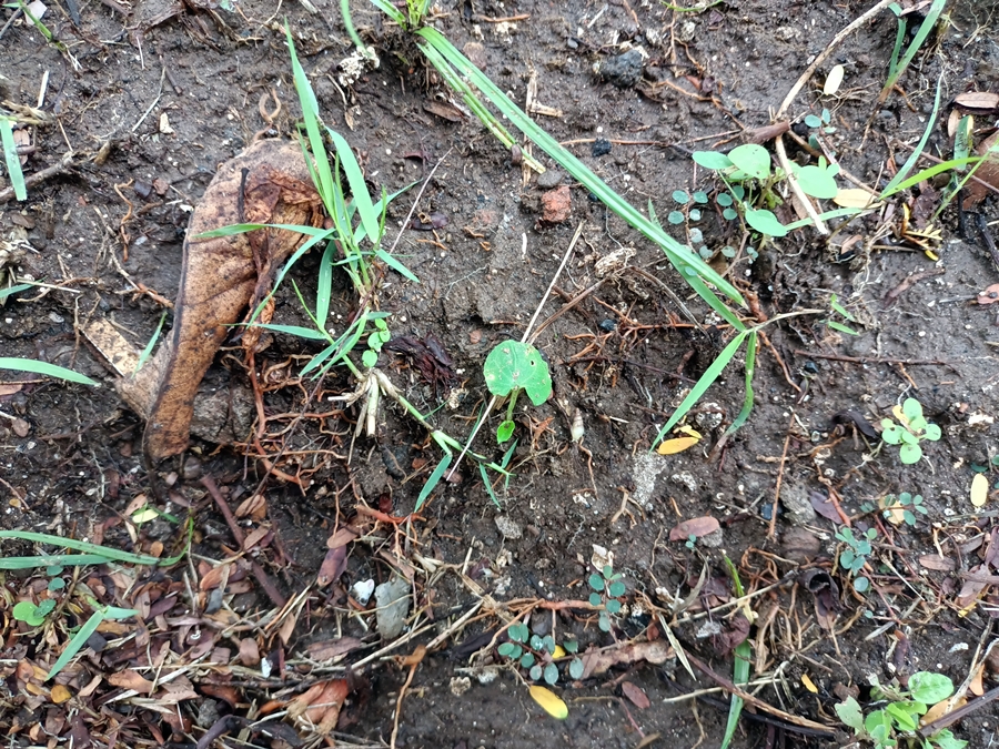 thumbnail of  Podcast: soil isn't dirt