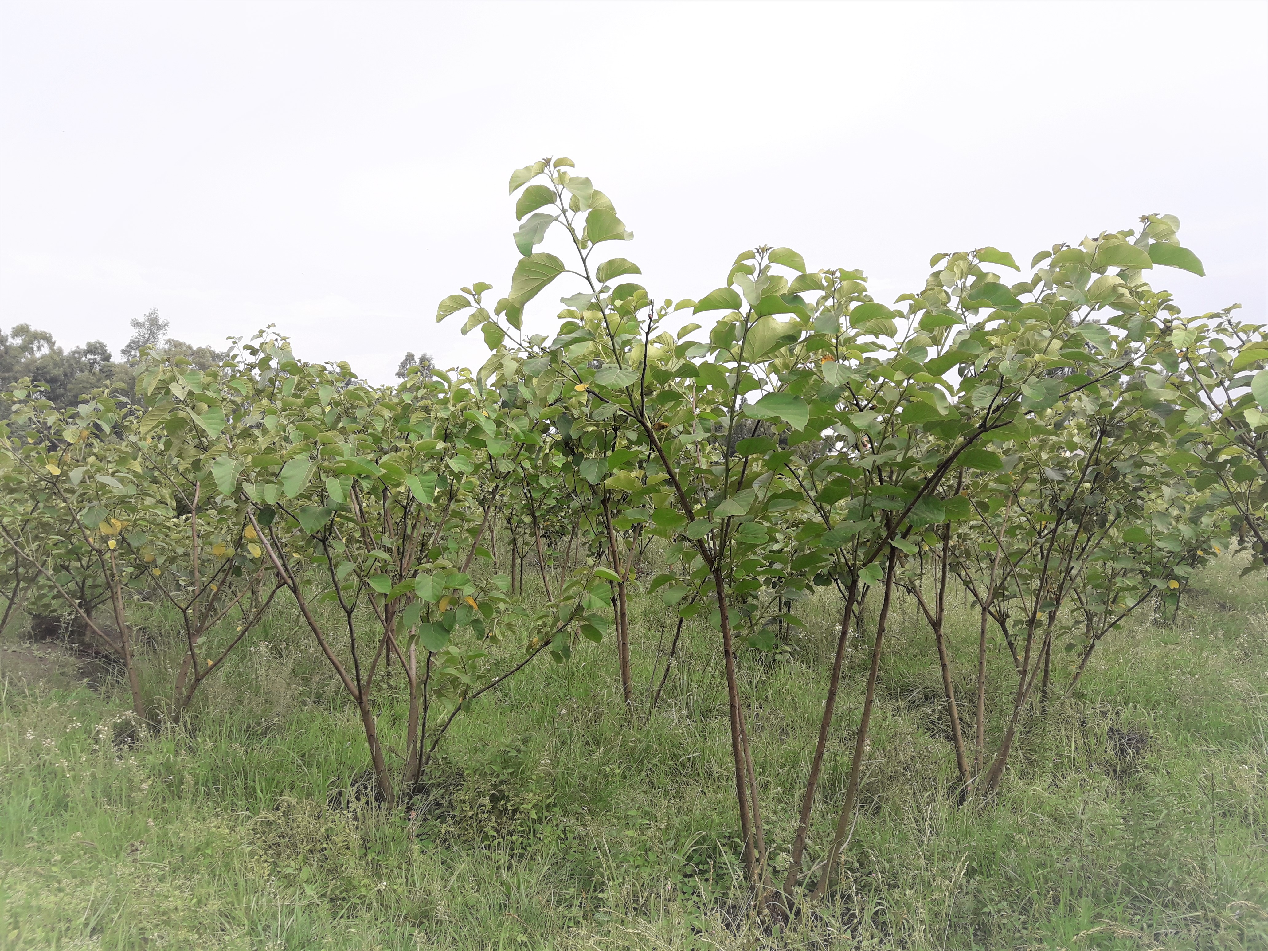thumbnail of  Fourteen breeding seed orchards already established in Ethiopia