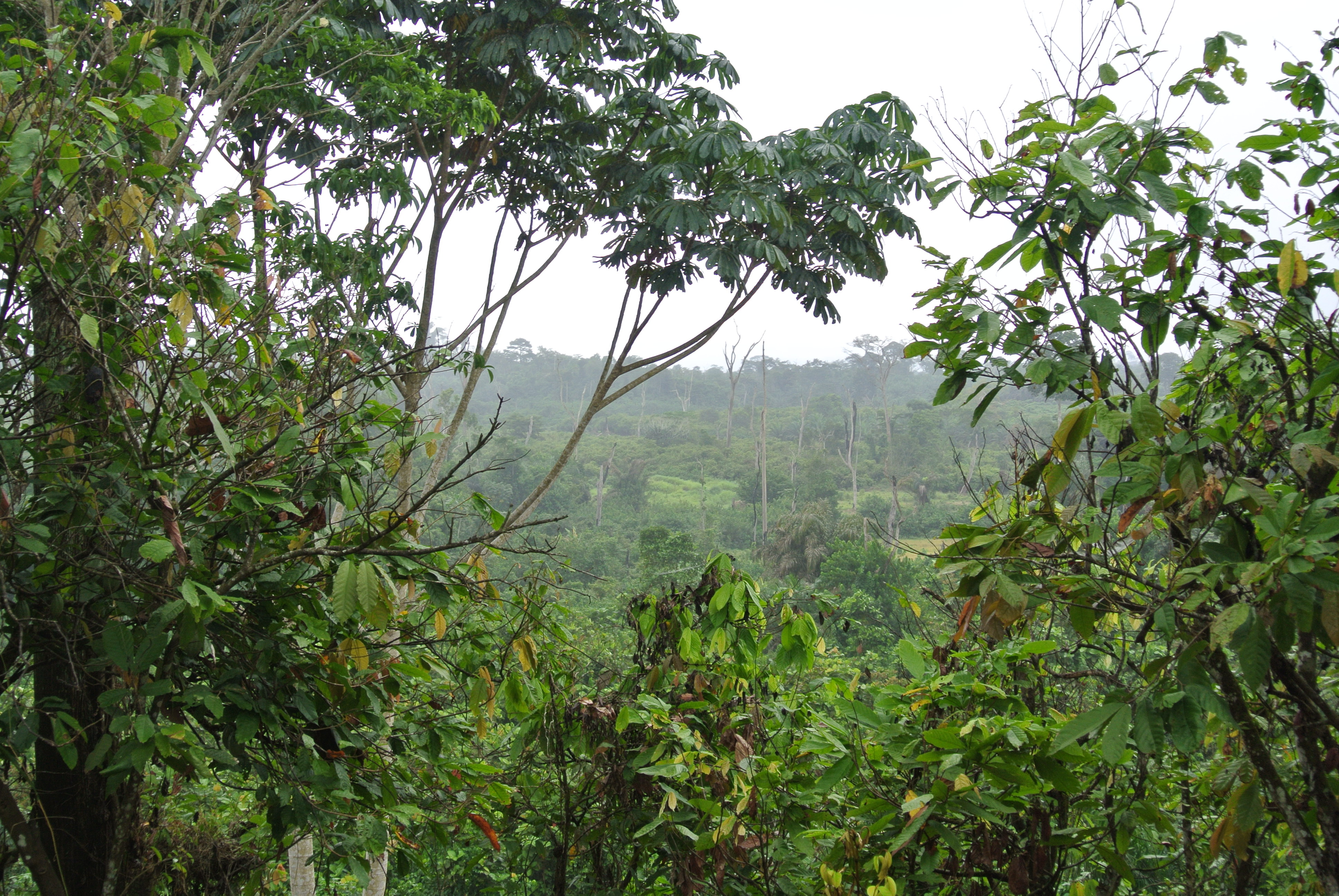 thumbnail of  Projects funded by Germany make a difference to people, trees, ecology