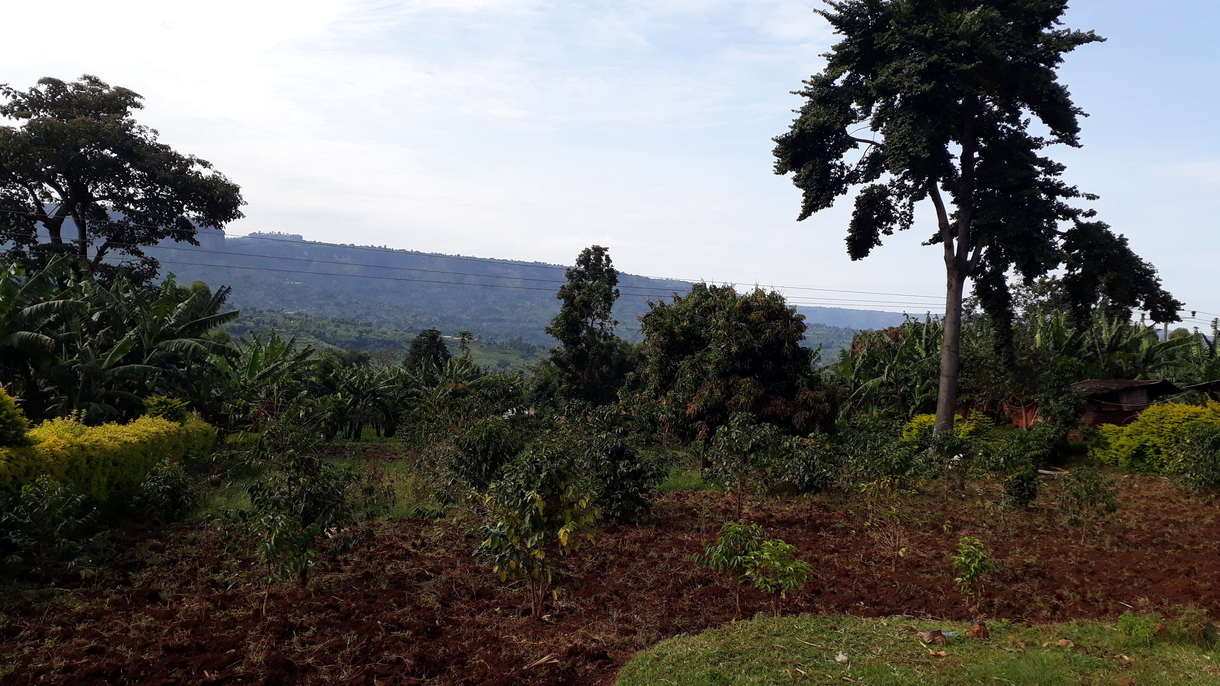 thumbnail of  It is time to rethink Uganda’s policy approach to trees on farms