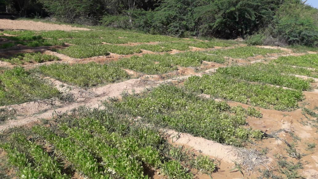 thumbnail of  Puntland: restoring land and livelihoods