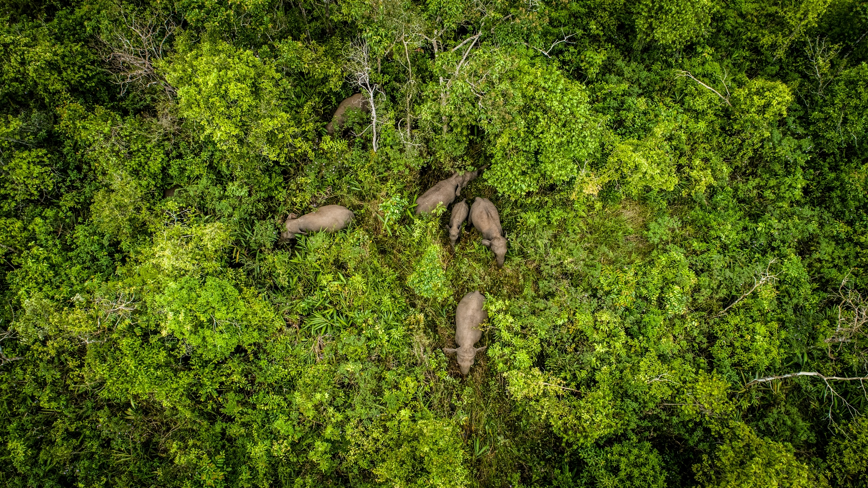 thumbnail of  Are trees on farms a biodiversity blind spot?