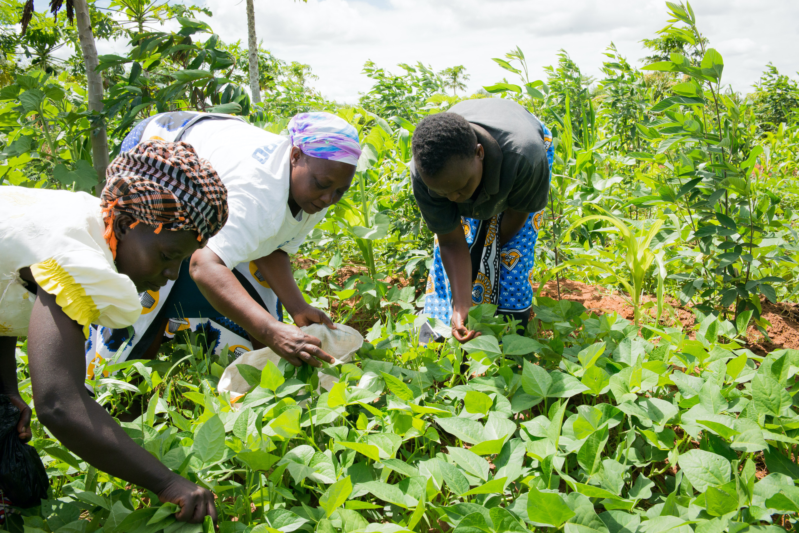 thumbnail of  POLICY SERIES: global agroecological transitions to sustainable farming: Kenya
