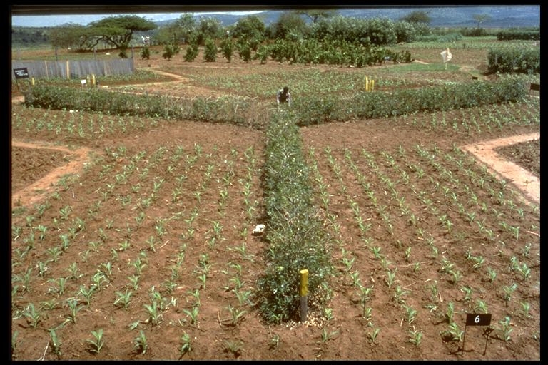 thumbnail of  Adaptation and agroforestry: four decades of research initiated by Peter Huxley