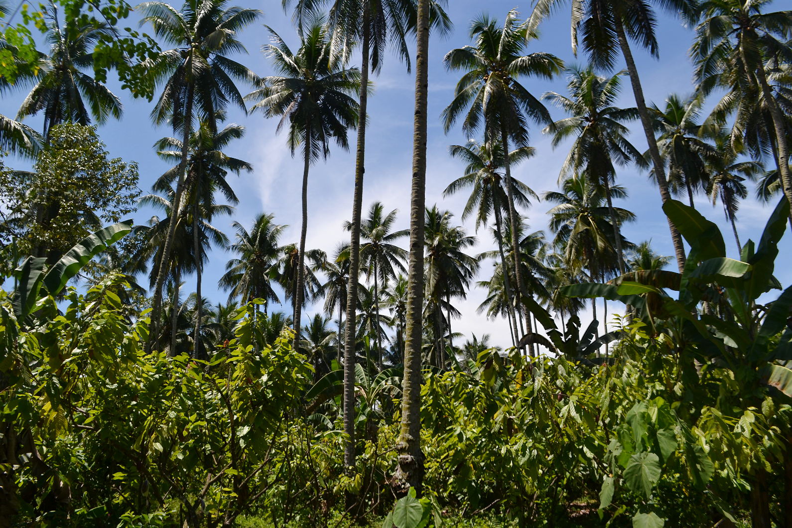 thumbnail of  Getting the right mix: Agroforestry as an effective strategy to boost Davao de Oro’s cacao industry