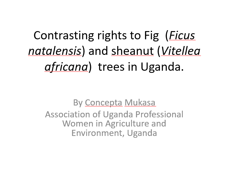thumbnail of  Contrasting rights to Fig (Ficus natalensis) and sheanut (Vitellea africana) trees in Uganda