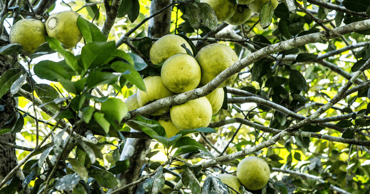 Tree genetic resources