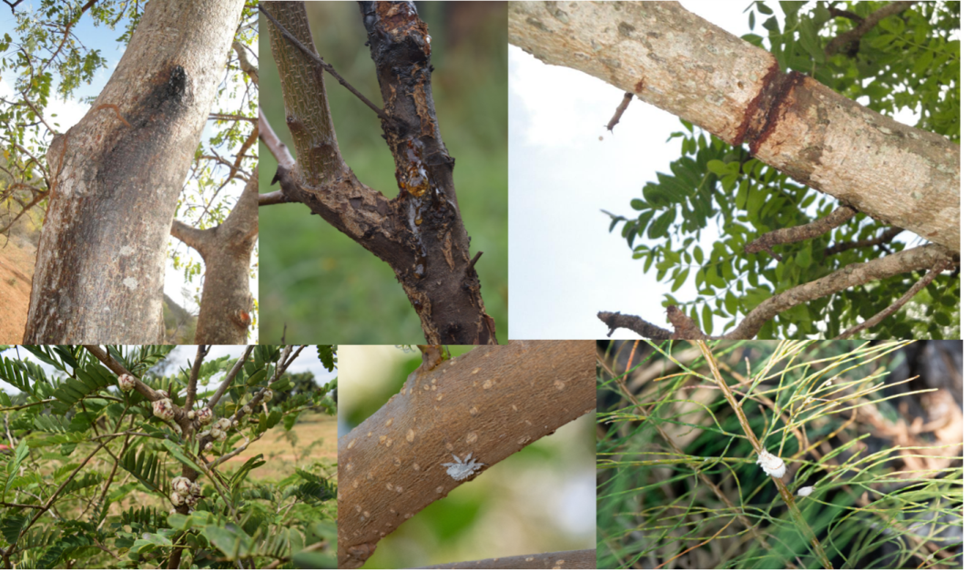 thumbnail of  Integrating tree health in agroforestry is crucial for conserving and enhancing biodiversity in Africa