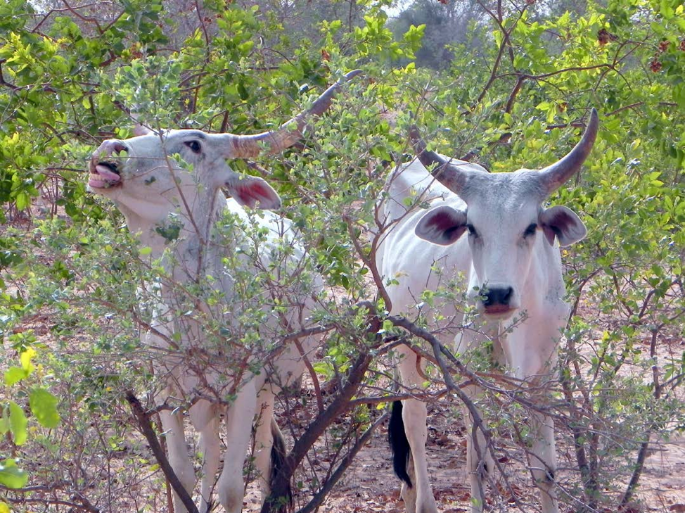 thumbnail of  Rangelands are always multifunctional landscapes