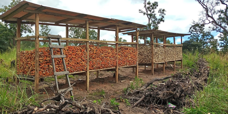 thumbnail of  DRYAD: sustainable management of community forests in Cameroon