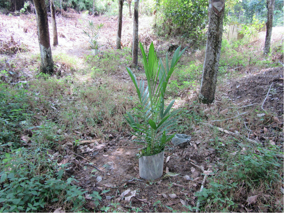 thumbnail of  Illegal forest-zone oil palm in Indonesia