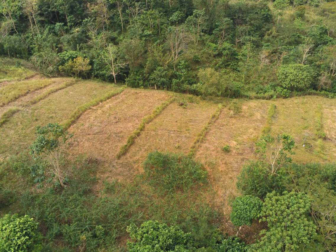 thumbnail of  The role of agroforestry in forest restoration