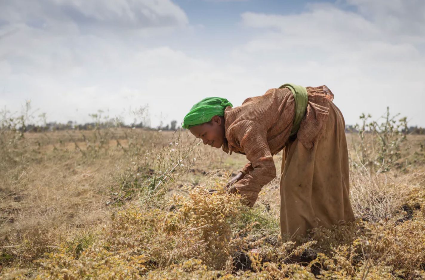 thumbnail of  Can African smallholders farm themselves out of poverty?