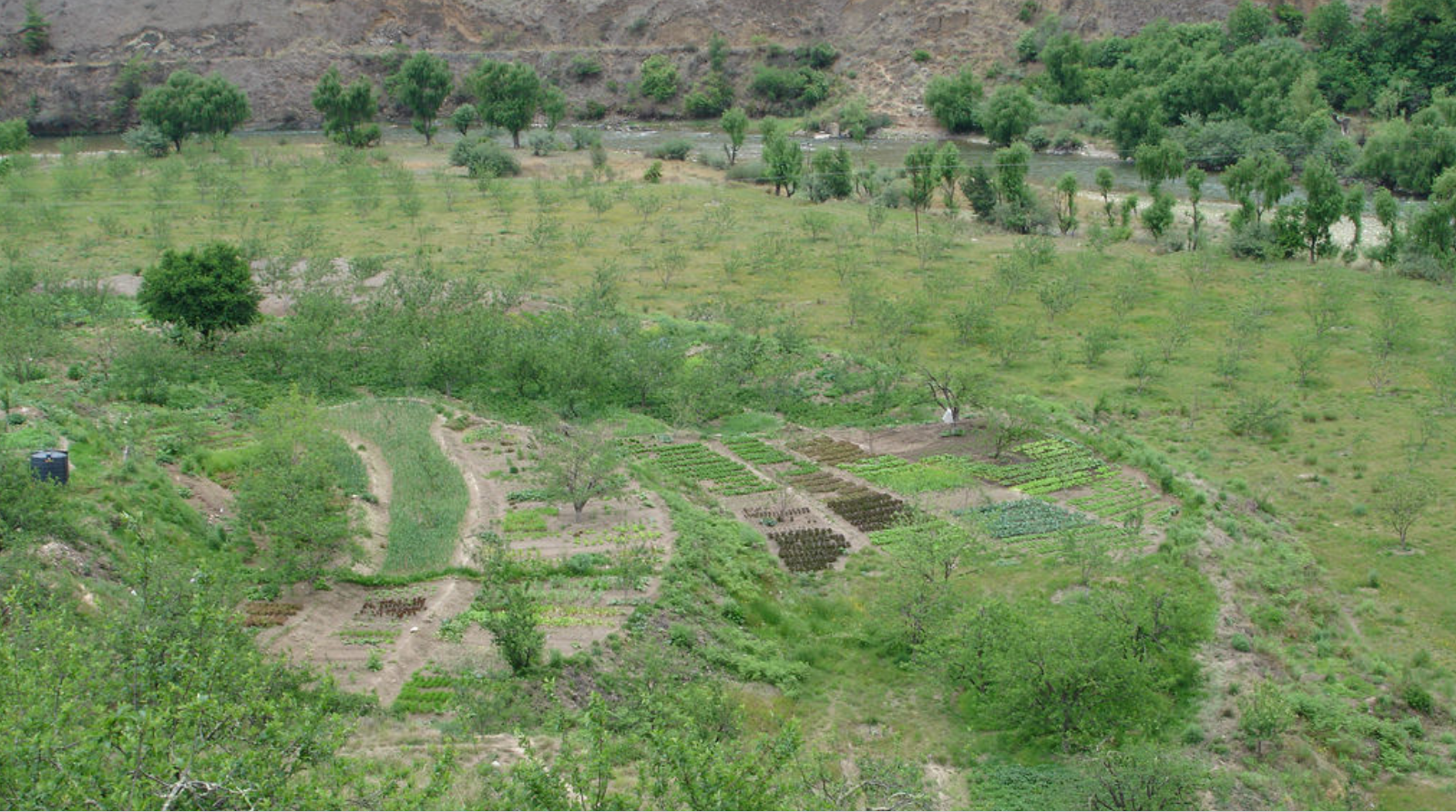 thumbnail of  Study: Agroforestry may improve planetary health