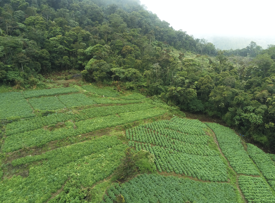 thumbnail of  FEATURE: Organizing farmers into tree-based enterprises