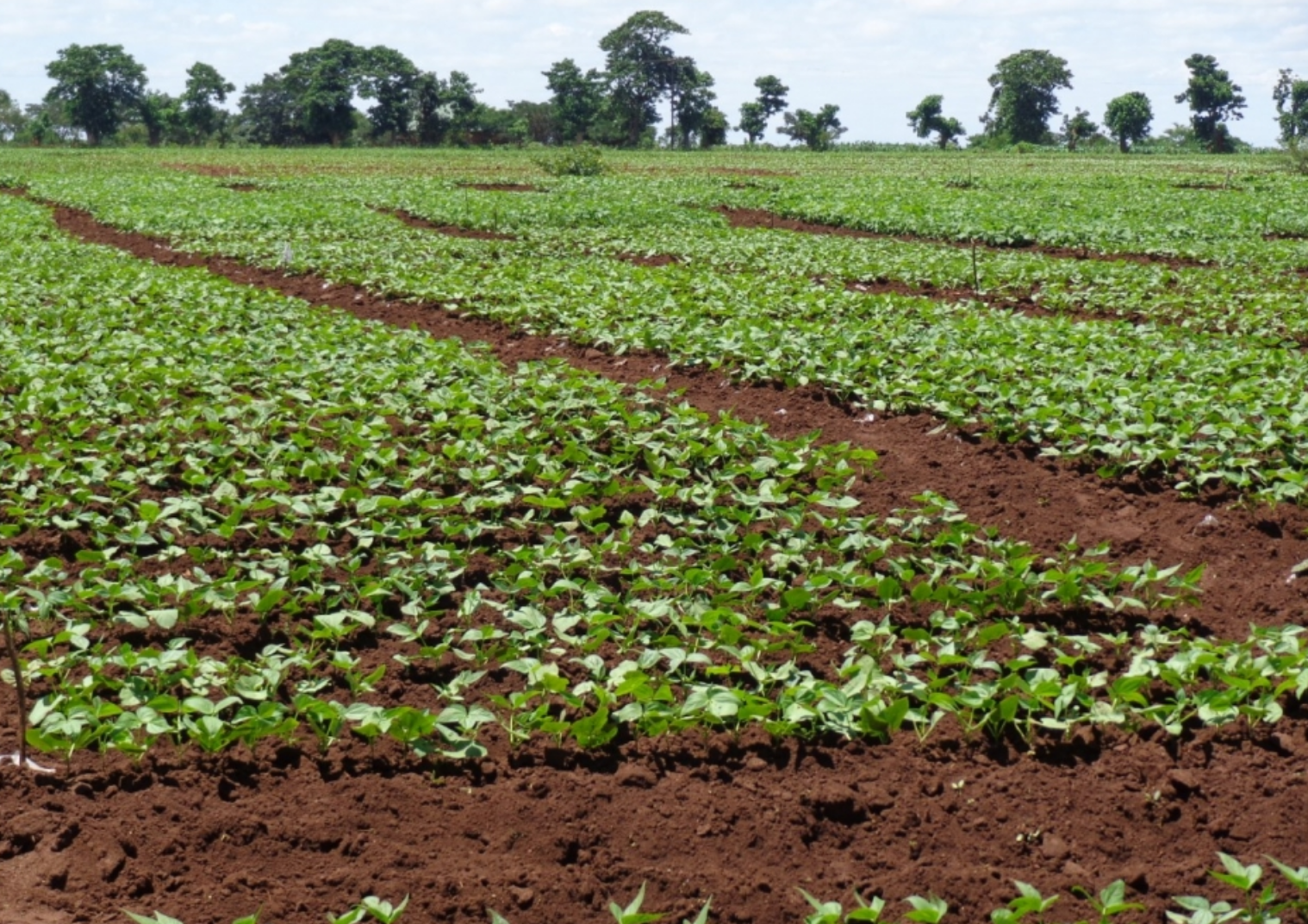 thumbnail of  Innovation in understanding soils