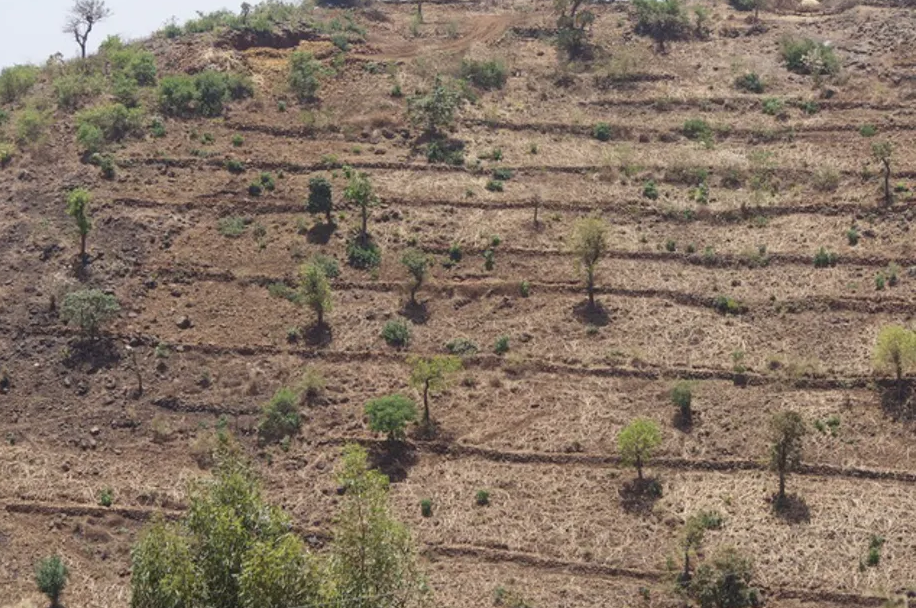 thumbnail of  COVID-19 recovery is a chance to improve the African food system