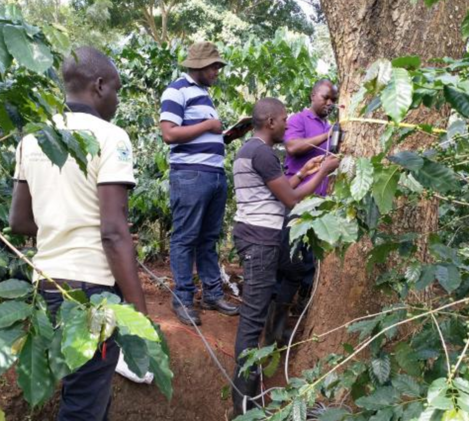 thumbnail of  New pruning techniques in Uganda are showing farmers that trees are more valuable in the ground than on the woodpile