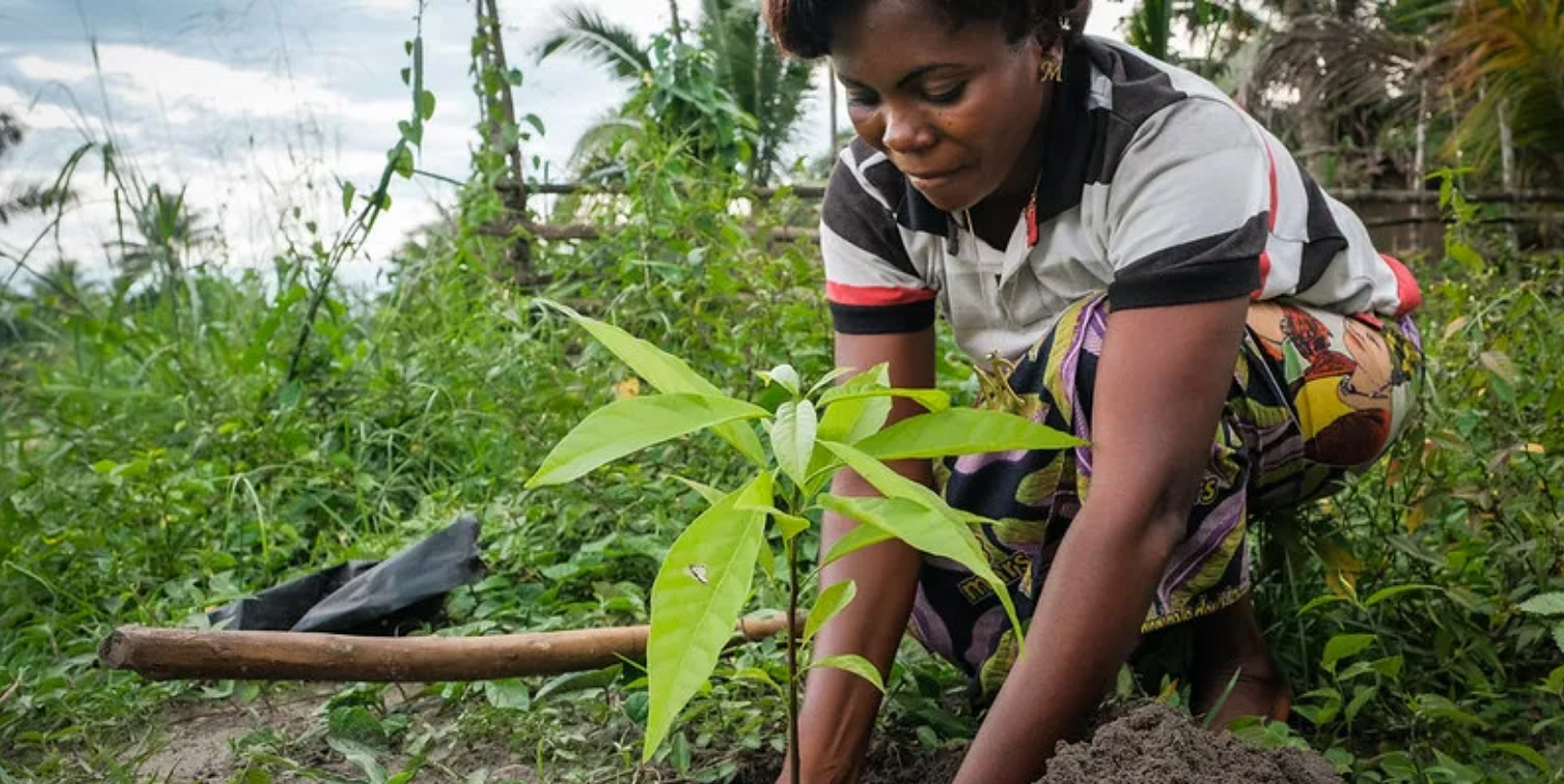 thumbnail of  Dispelling the top seven tree planting misconceptions