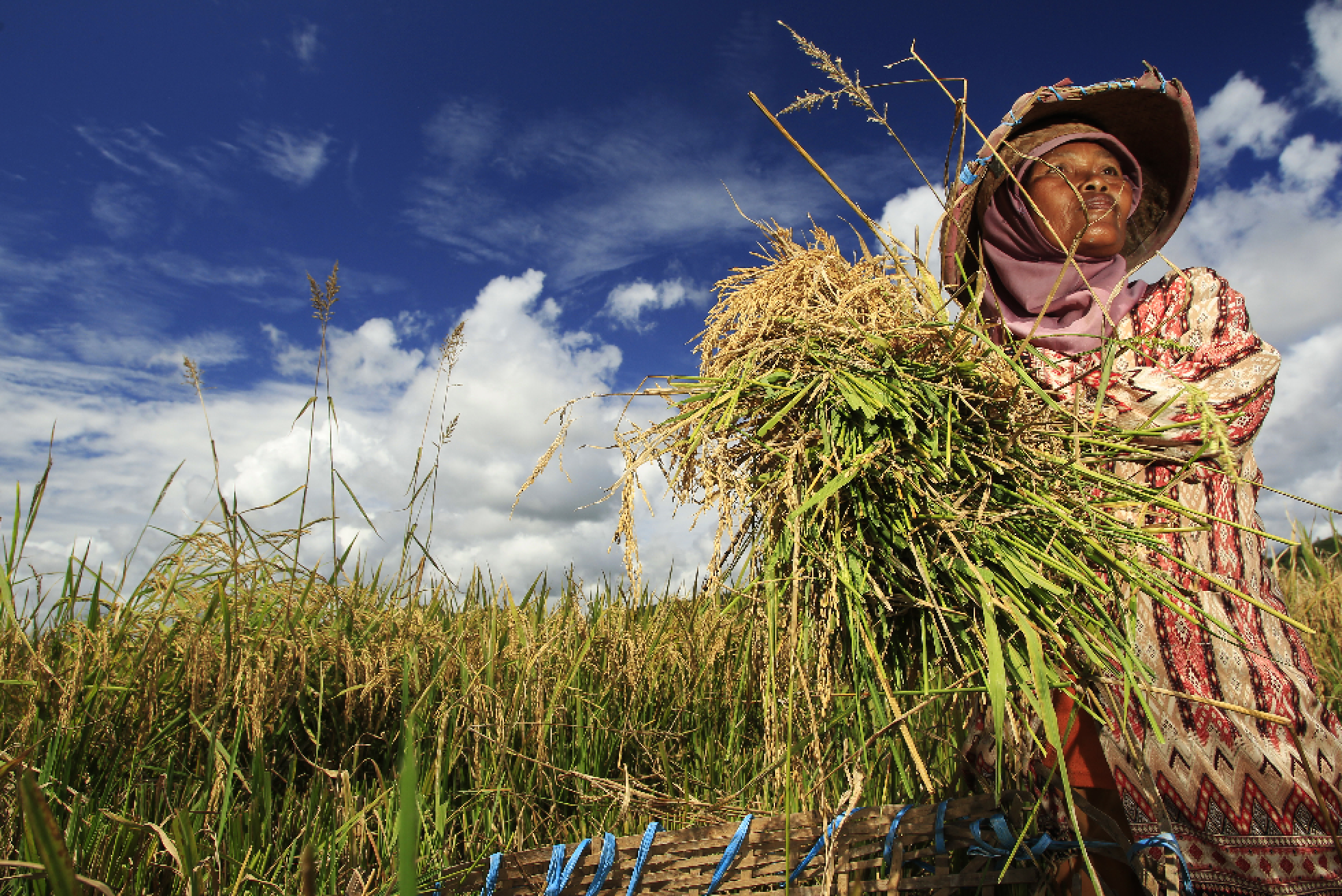 thumbnail of  Adapting to the climate crisis: how to change the game?