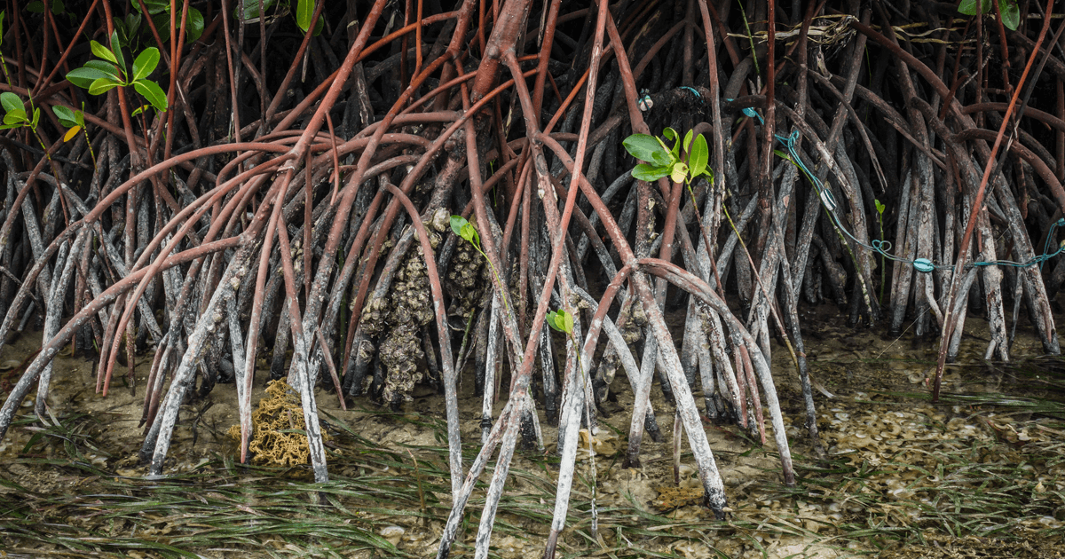 Wetlands and blue carbon